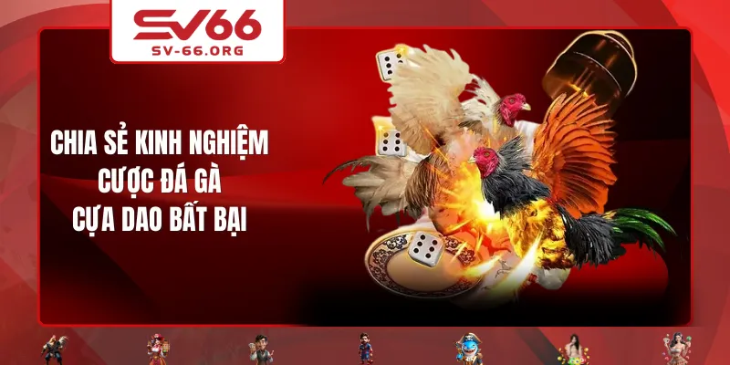 Chia sẻ kinh nghiệm cược đá gà cựa dao bất bại