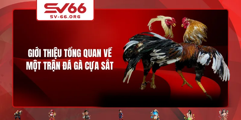 Giới thiệu tổng quan về một trận đá gà cựa sắt