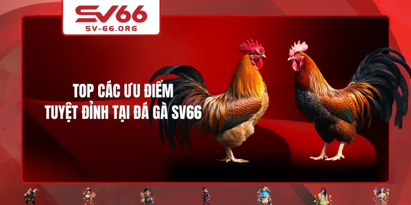 Top các ưu điểm tuyệt đỉnh tại Đá Gà SV66